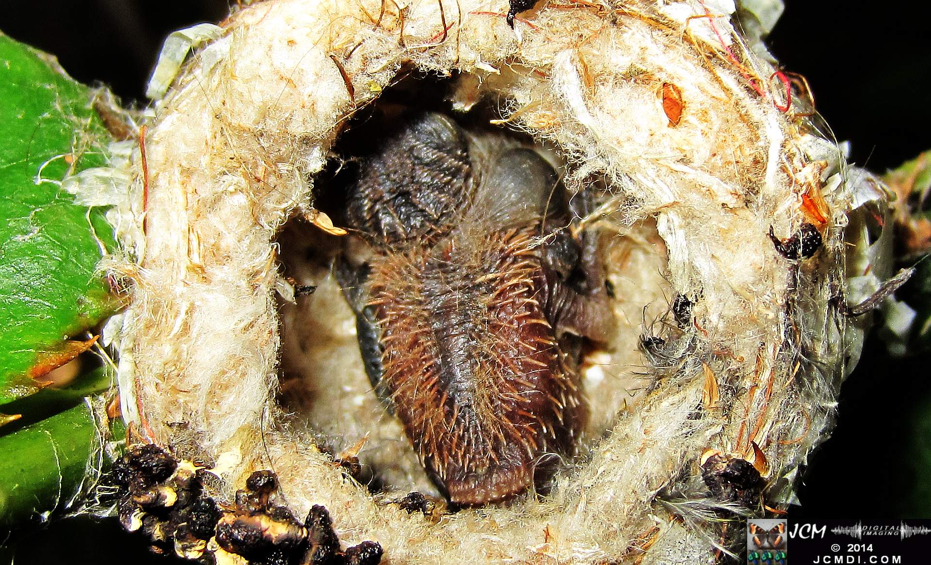 Allens Hummingbird nest and chick 3-16-2014